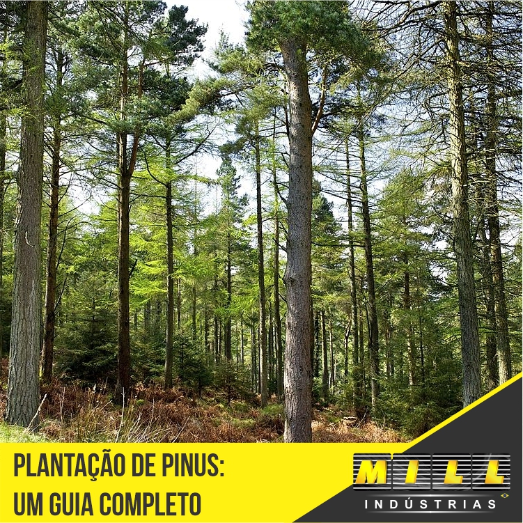 Plantação de Pinus: Um guia completo
